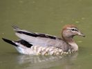 Australian Wood Duck (WWT Slimbridge July 2013) - pic by Nigel Key